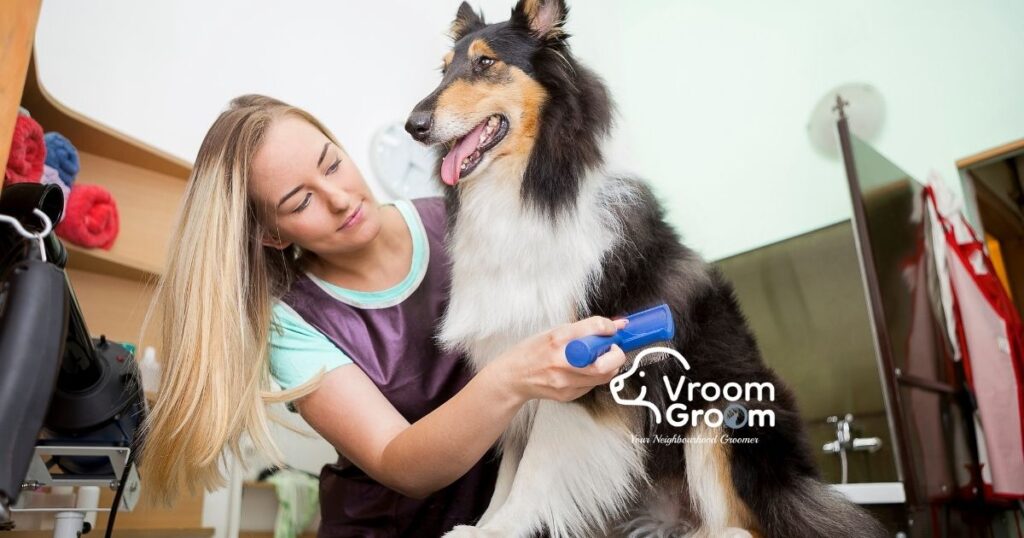 Expert Pet Grooming Services in Dubai