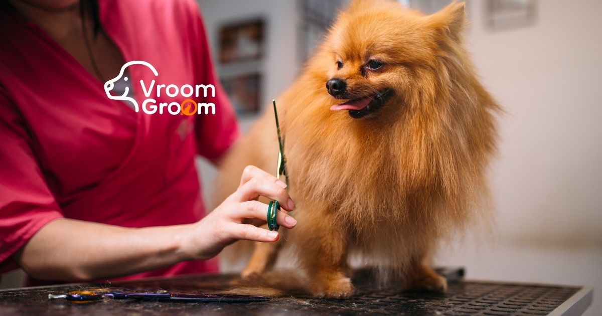 Mobile Pet Grooming in Dubai