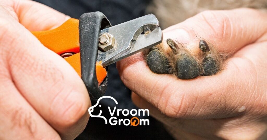 Pet Grooming Home Service