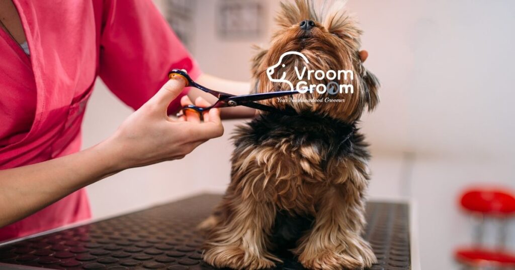 Pet Grooming Services in Dubai
