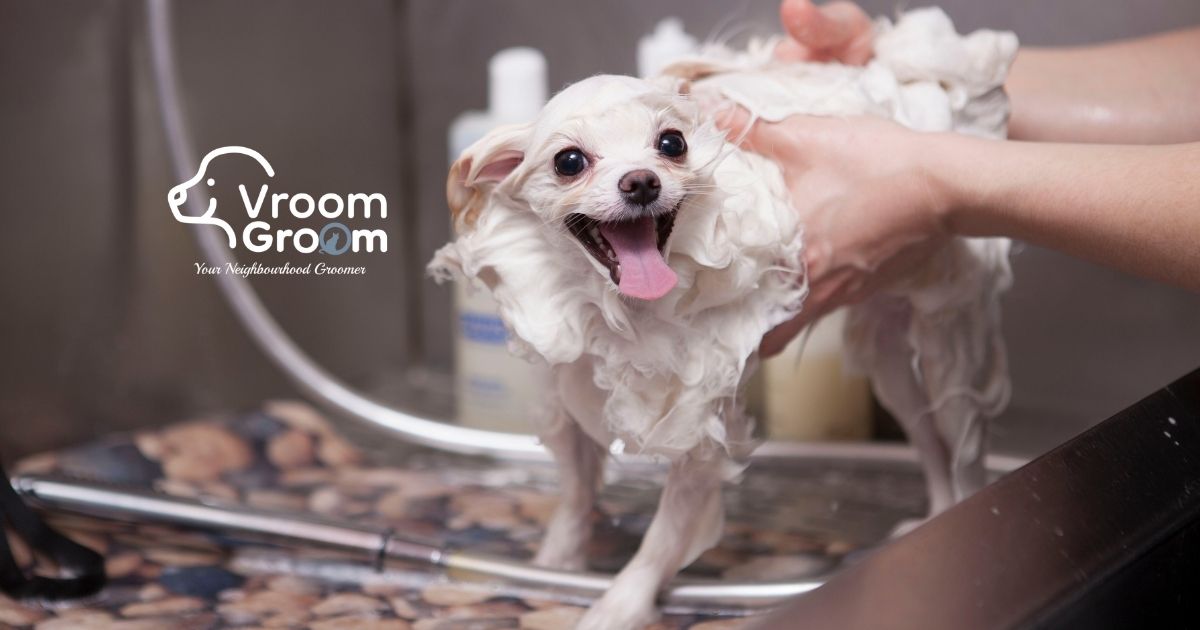 pet grooming in Dubai
