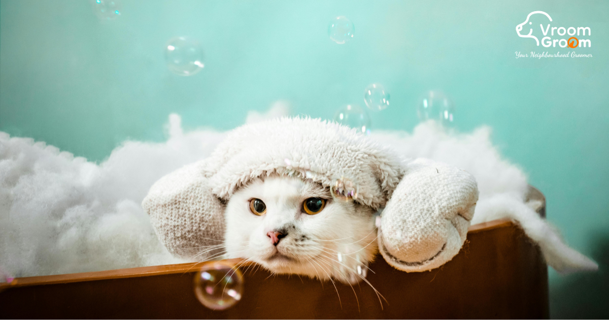 Signs Your Cat Needs Grooming