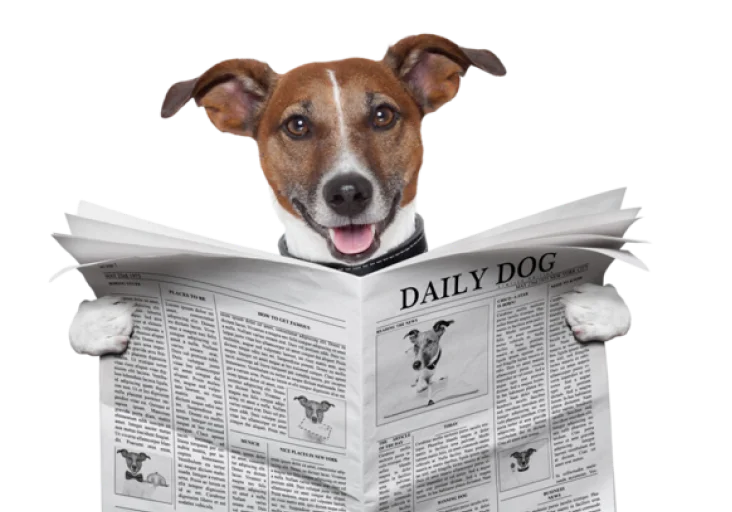 Mobile Dog Grooming Services