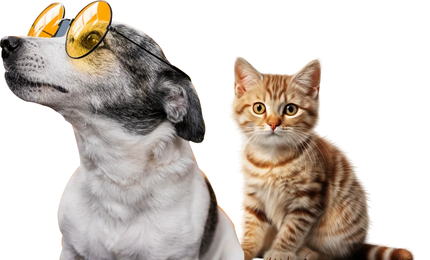 Pet Groomers in UAE