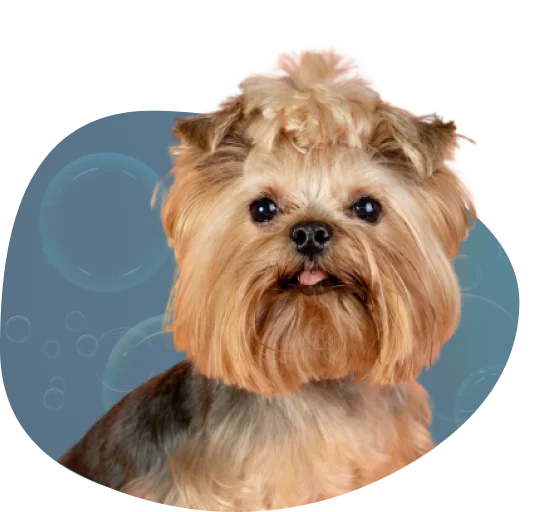 Mobile Dog Grooming Services