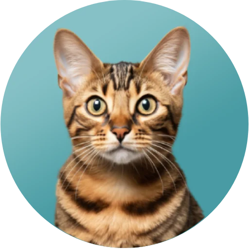 Mobile Cat Grooming Services