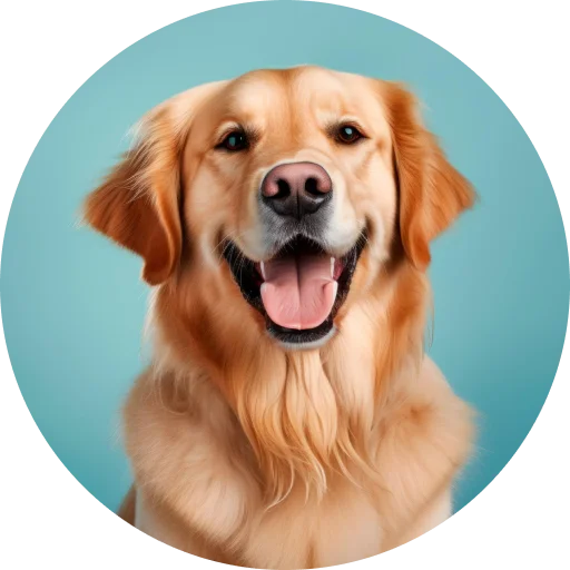 Pet Groomers in UAE