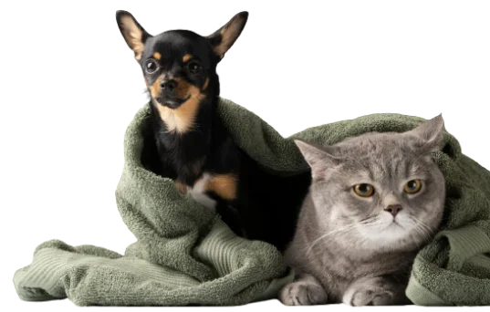 Pet Groomers in UAE