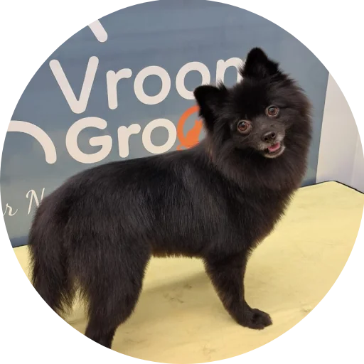 Dog Groomers in Dubai
