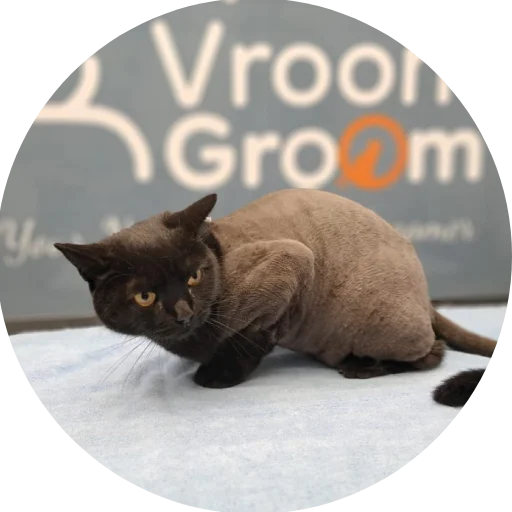 Cat Grooming Services in Dubai