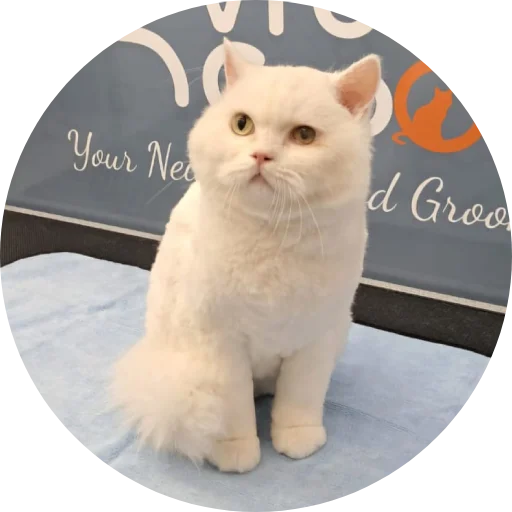 Mobile Cat Grooming Services