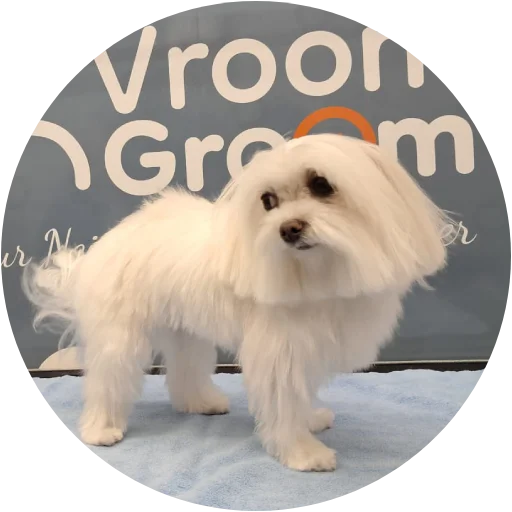 Mobile Dog Grooming Services