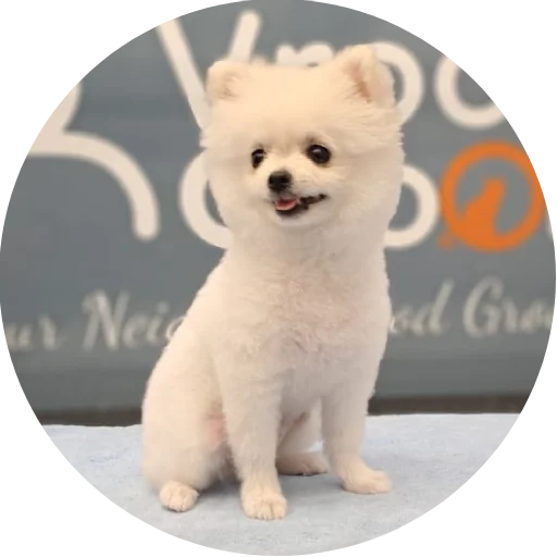 Dog Grooming Services Near me