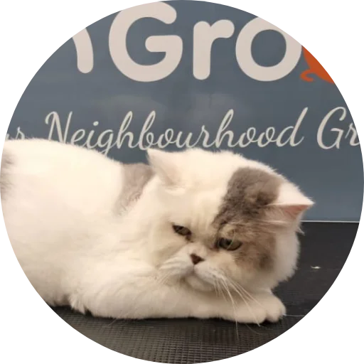 Cat Groomers Near me