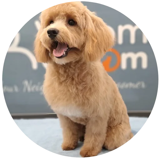 Dog Grooming Services Near me