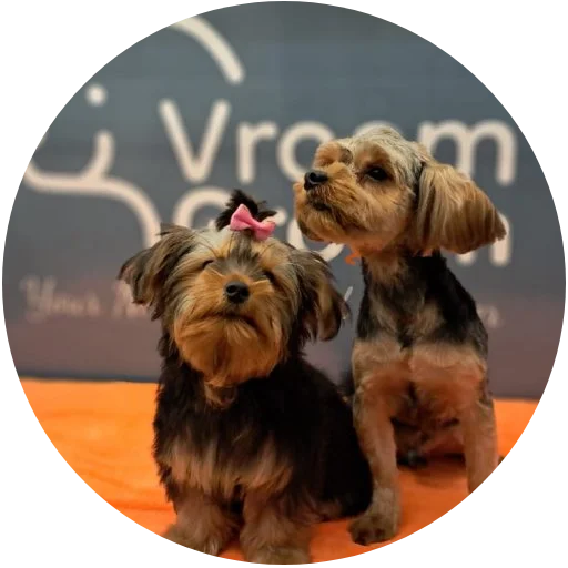Dog Groomers in Dubai