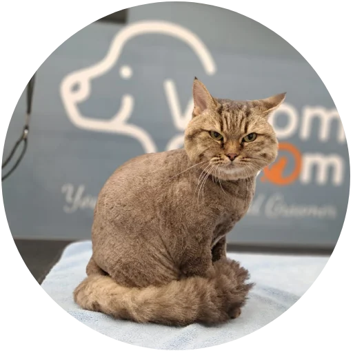 Cat Groomers in Dubai