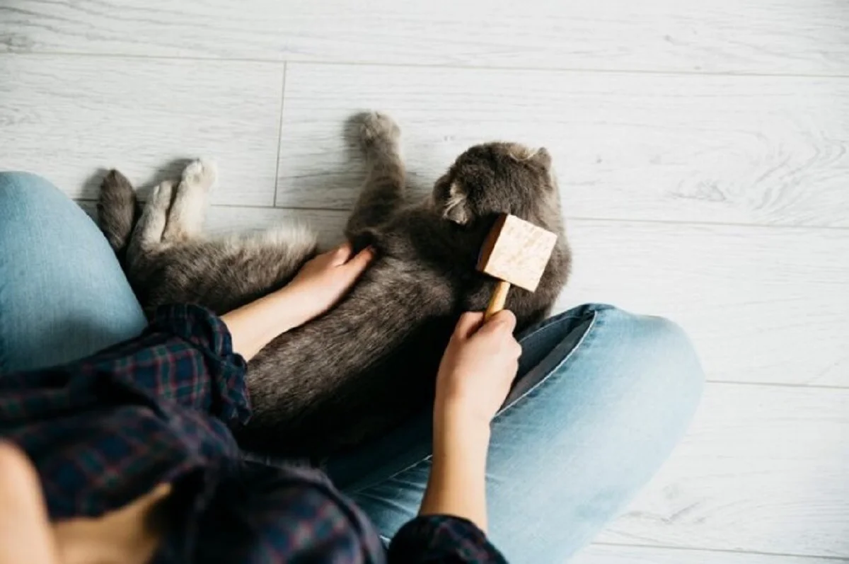 Best Cat Grooming Services
