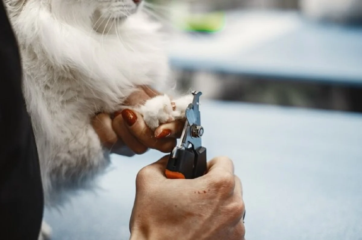 pet grooming near me