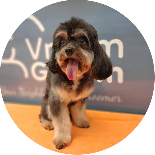 Dog Grooming Services