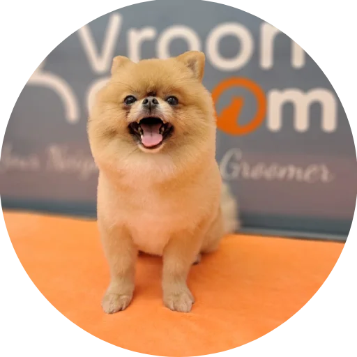 Dog Grooming Services