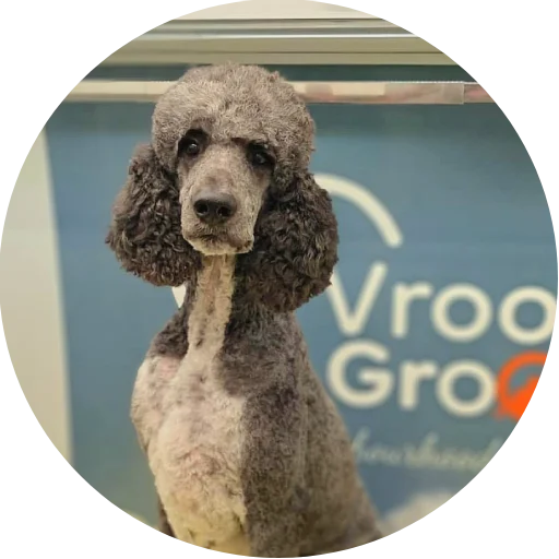 Dog Grooming Services