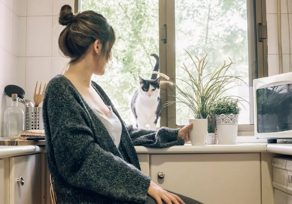 Mobile Pet Grooming for Cats