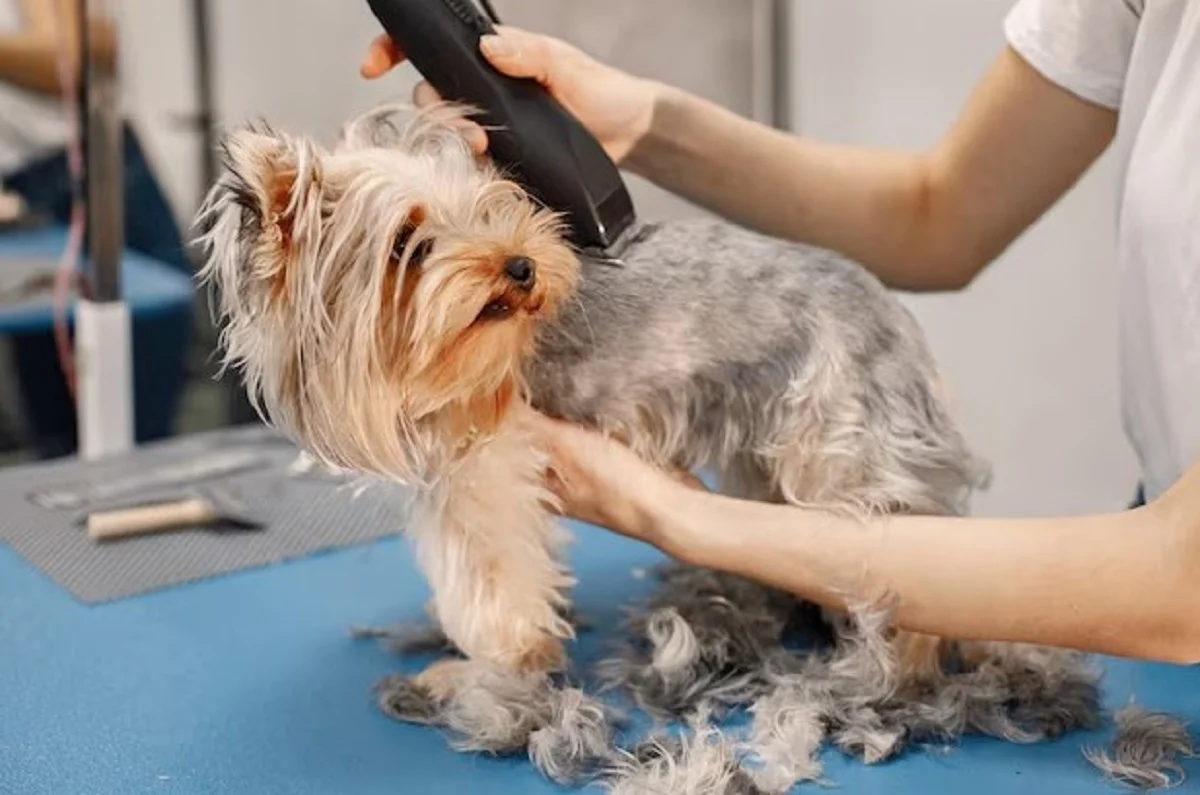 Pet Grooming Services in Dubai