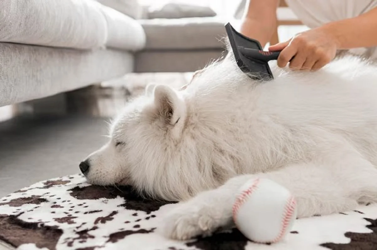 Professional Dog Groomer