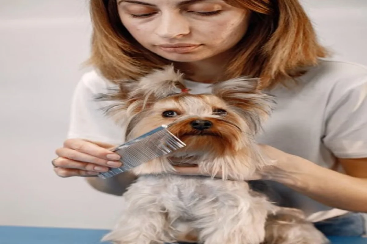 pet grooming services