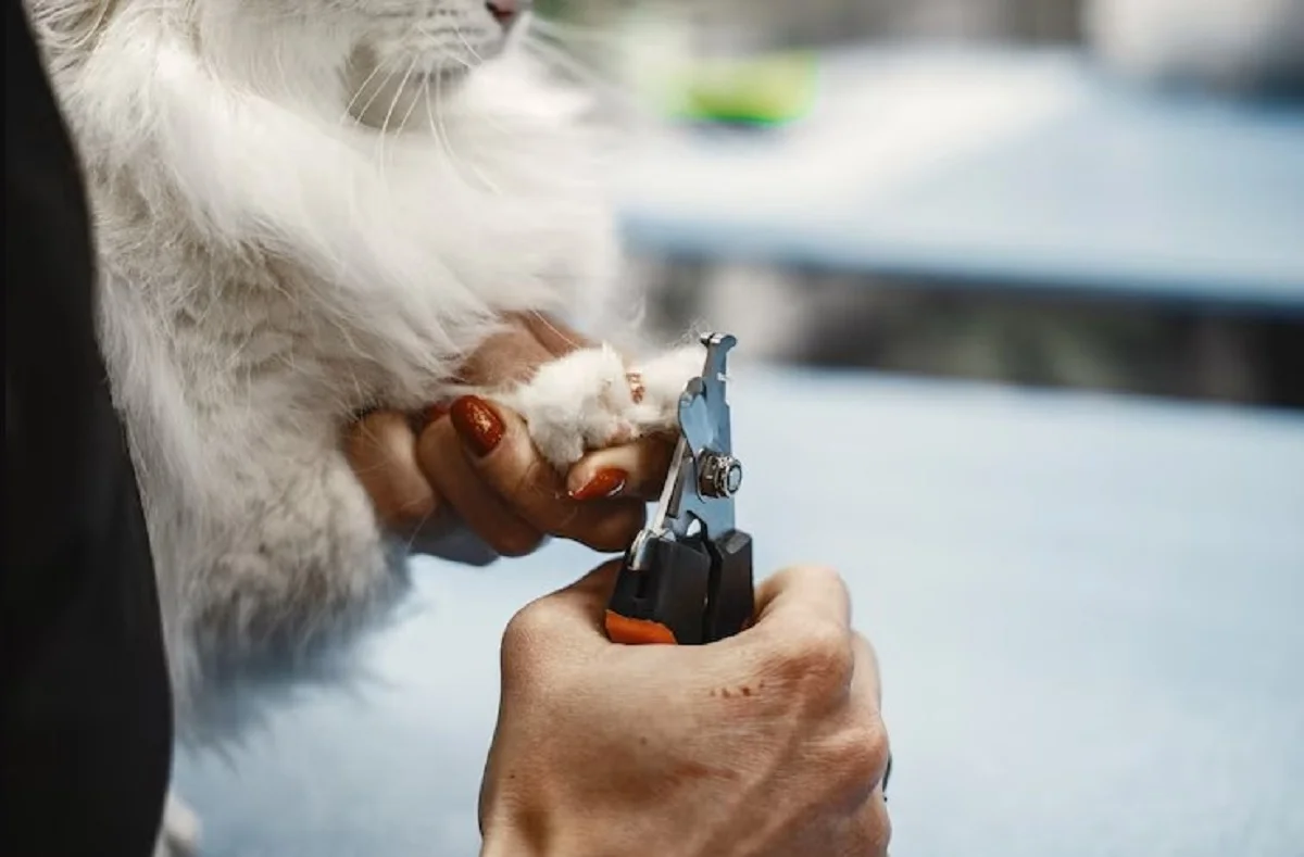 Pet Grooming Services Near Me