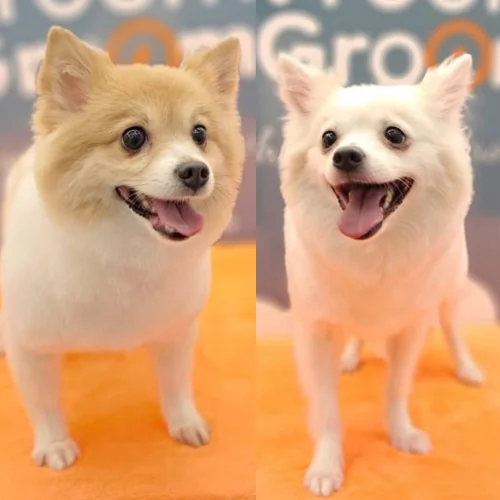 Dog Groomers
