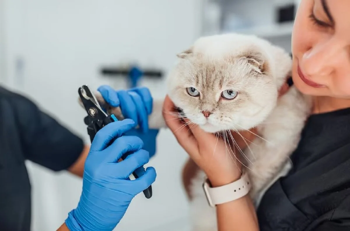 Cat Grooming in Dubai