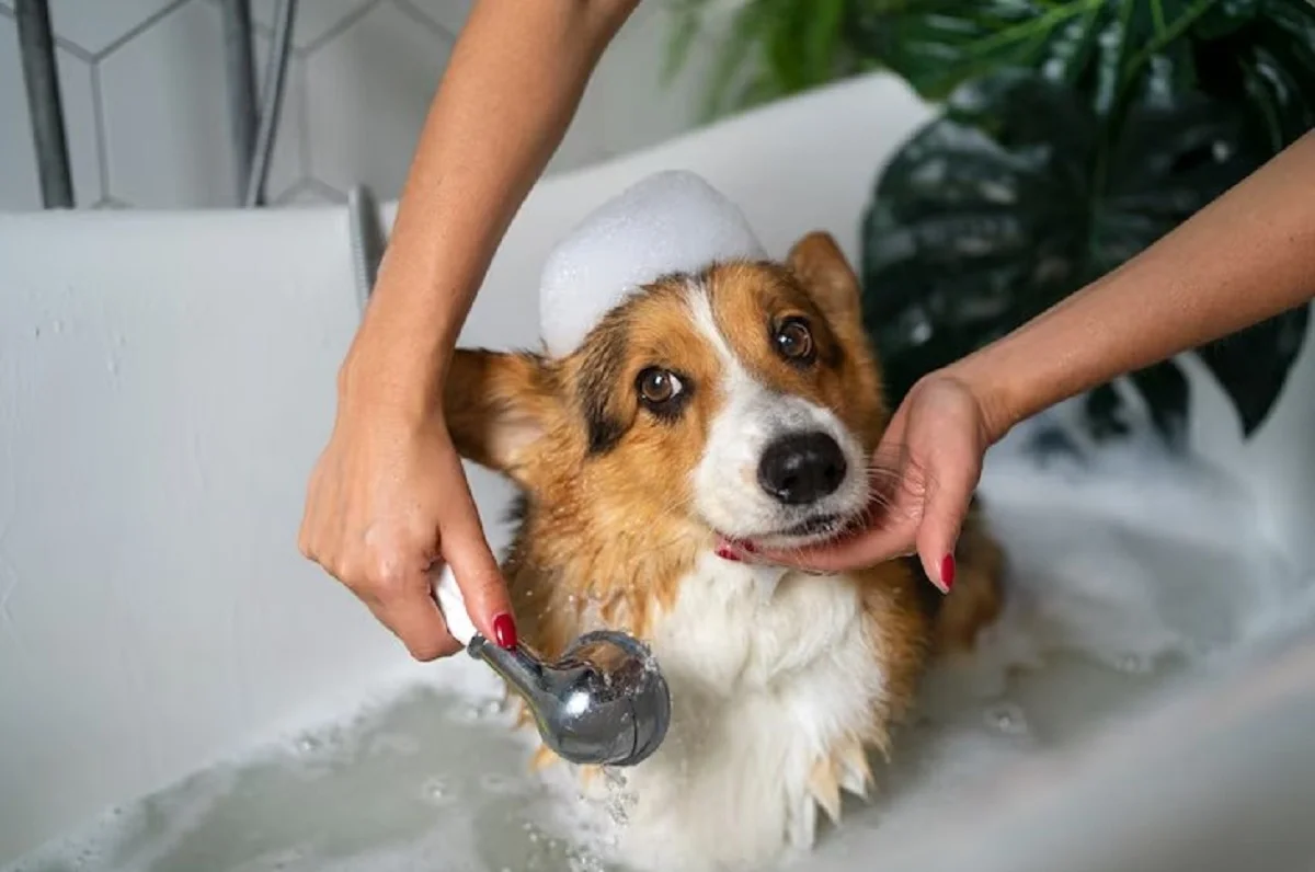 Pet Grooming Services