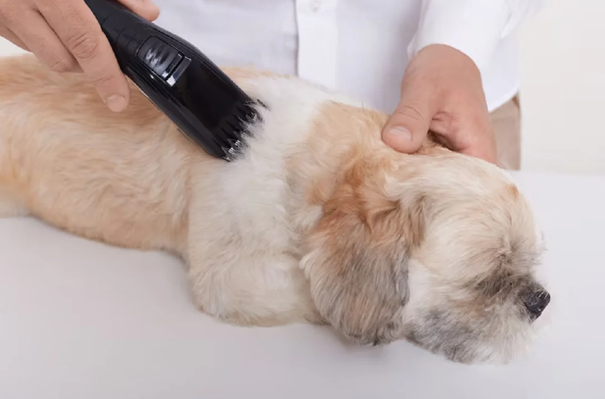 Certified Mobile Dog Wash Dubai