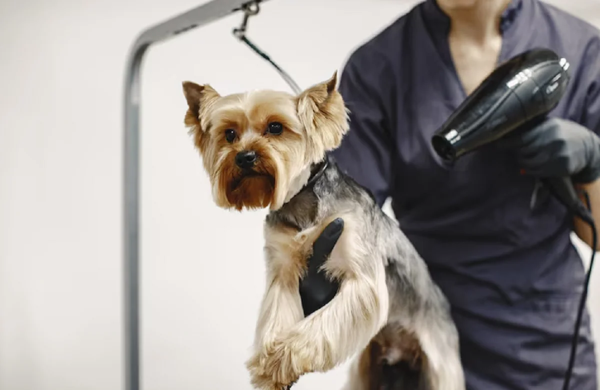 Mobile Pet Grooming in Dubai