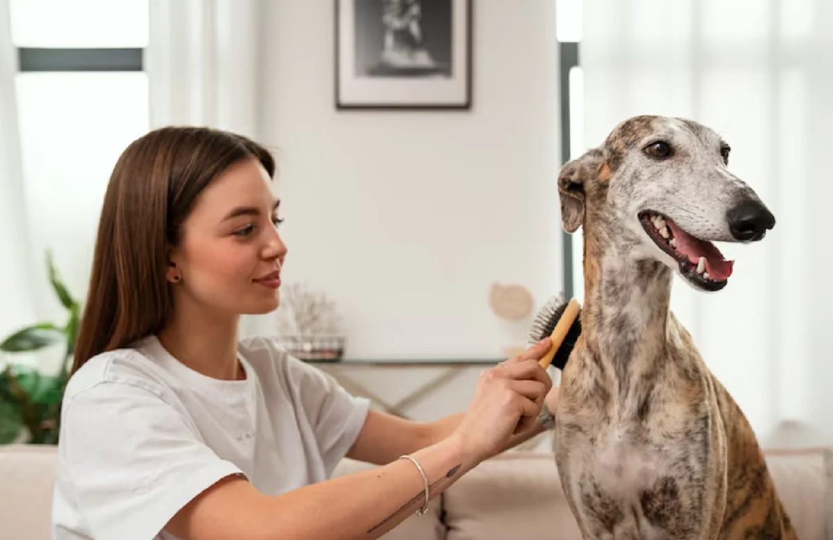 Dog Grooming Services Near Me