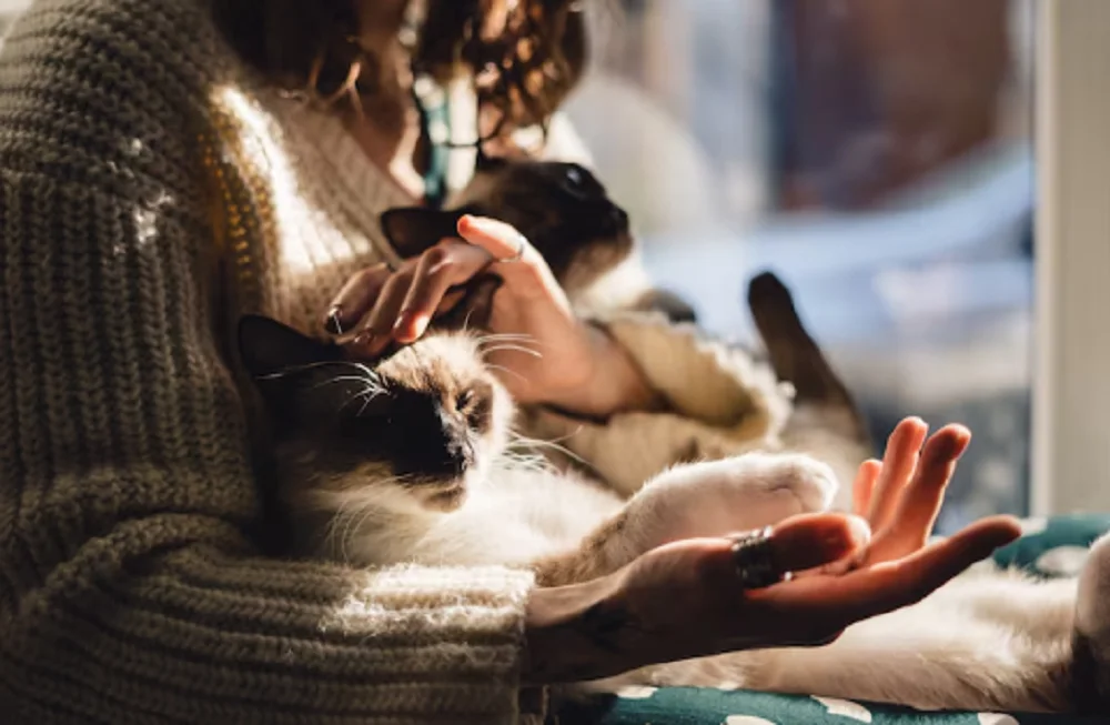 Mobile Pet Grooming Services