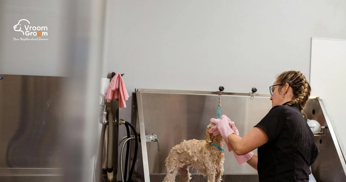Regular Pet Grooming