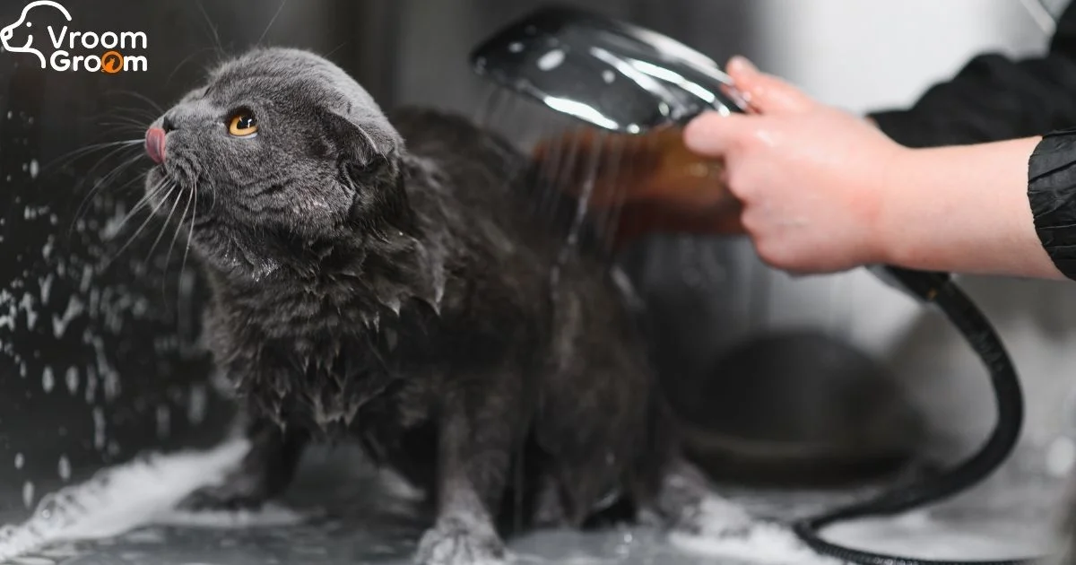 Mobile Pet Grooming for Cats