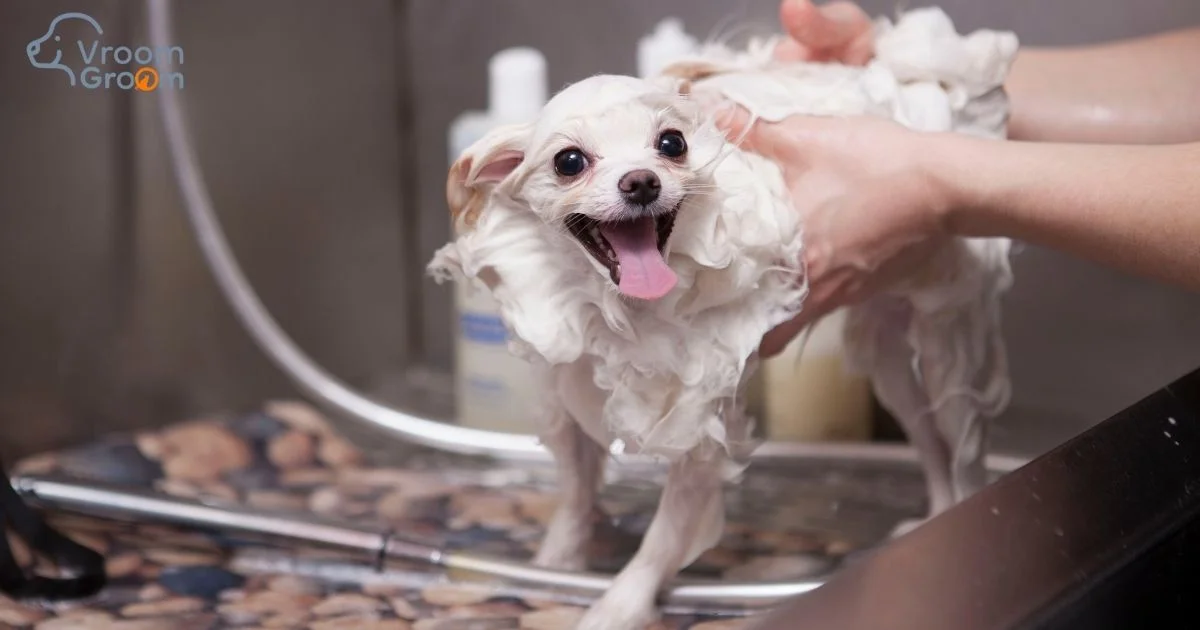 Full Grooming Service
