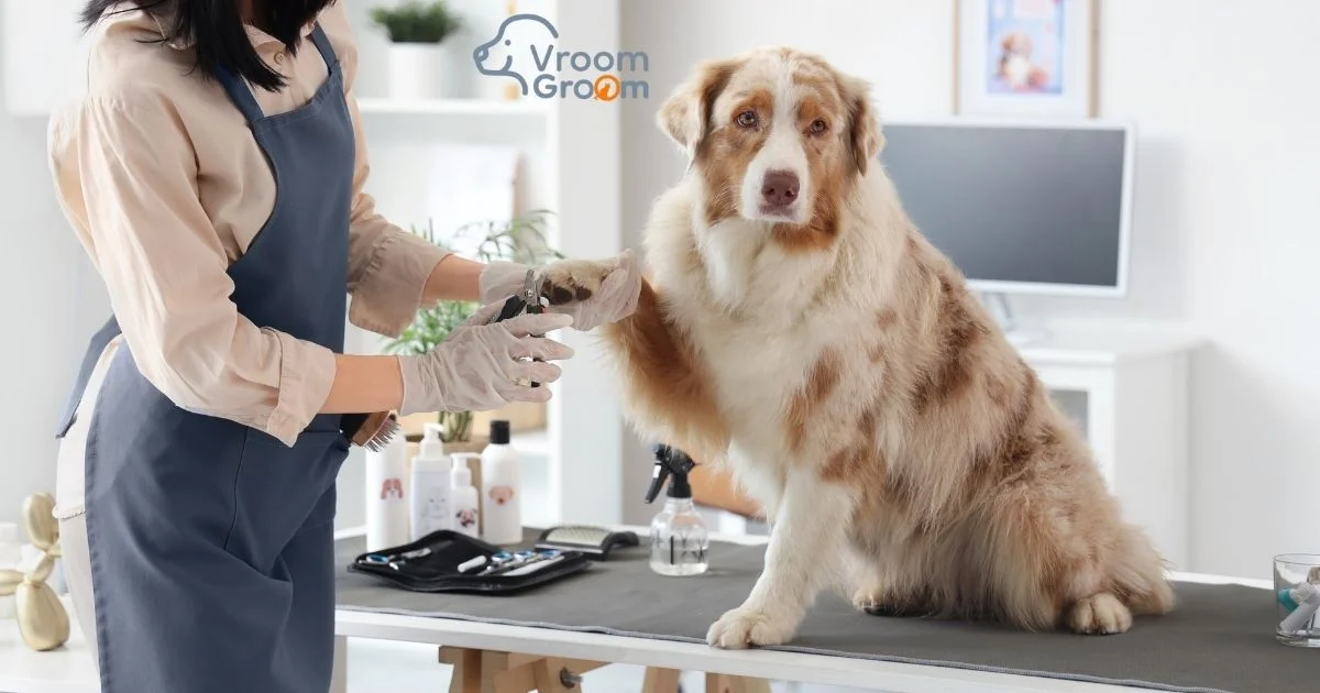 Professional Dog Grooming Services