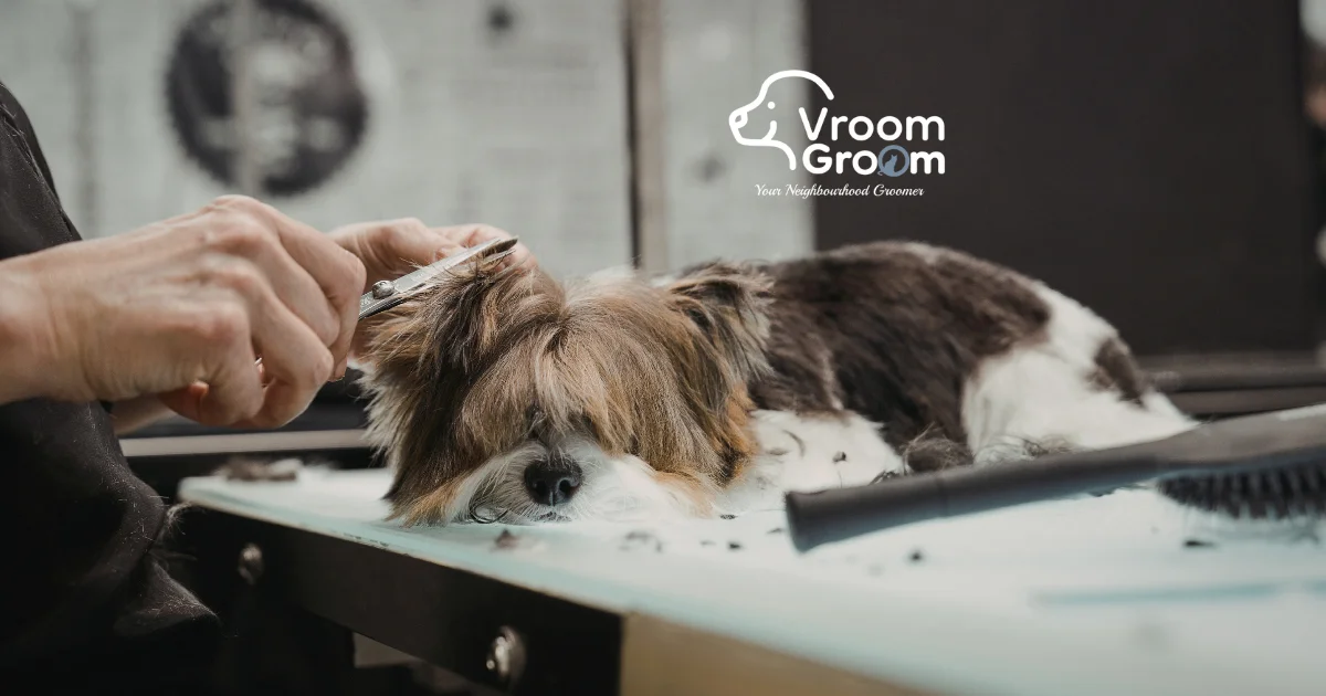 Expert Pet Grooming Services in Dubai