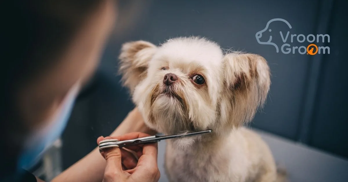 Dog Grooming Near Me