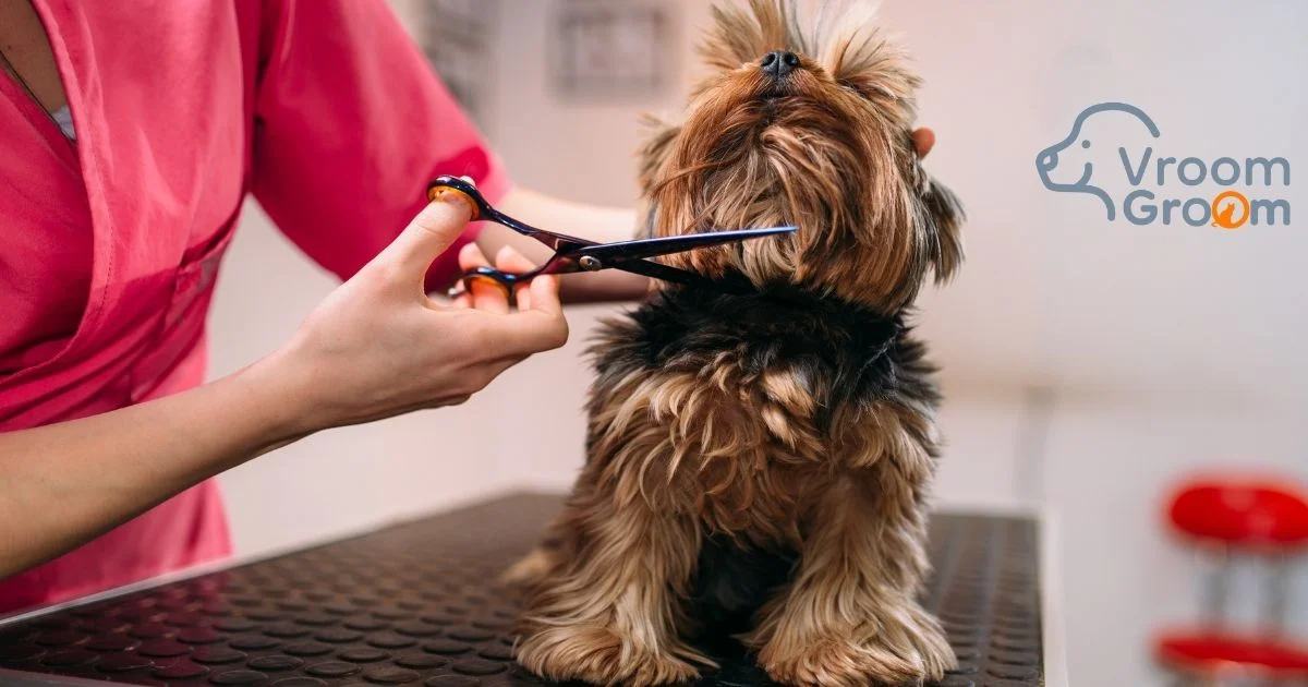 Affordable Pet Grooming Dubai