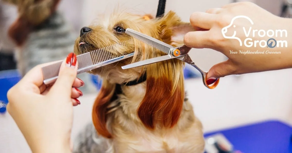 Professional Pet Grooming