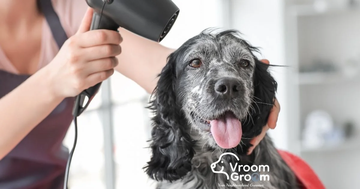 Professional Dog Groomers