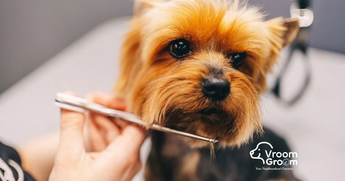 Why Dubai Pet Owners Trust Professional Dog Groomers