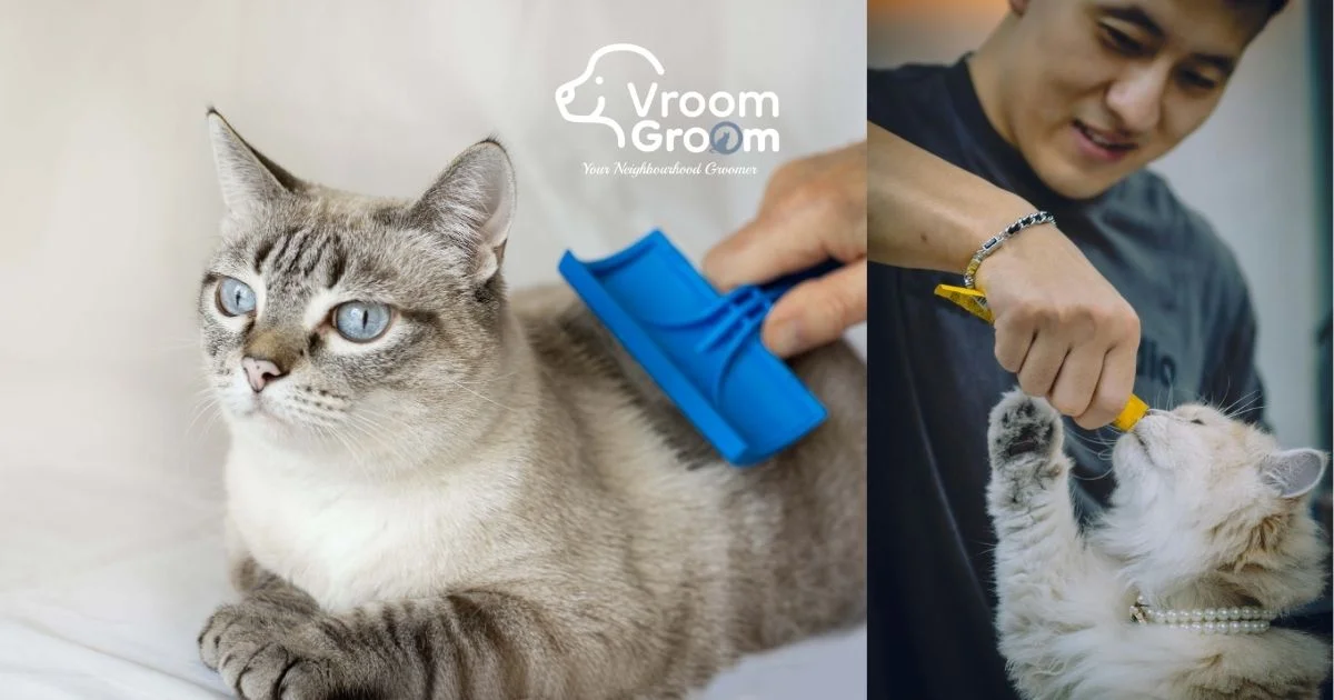 Cat Grooming Services Improve Your Pet's Health