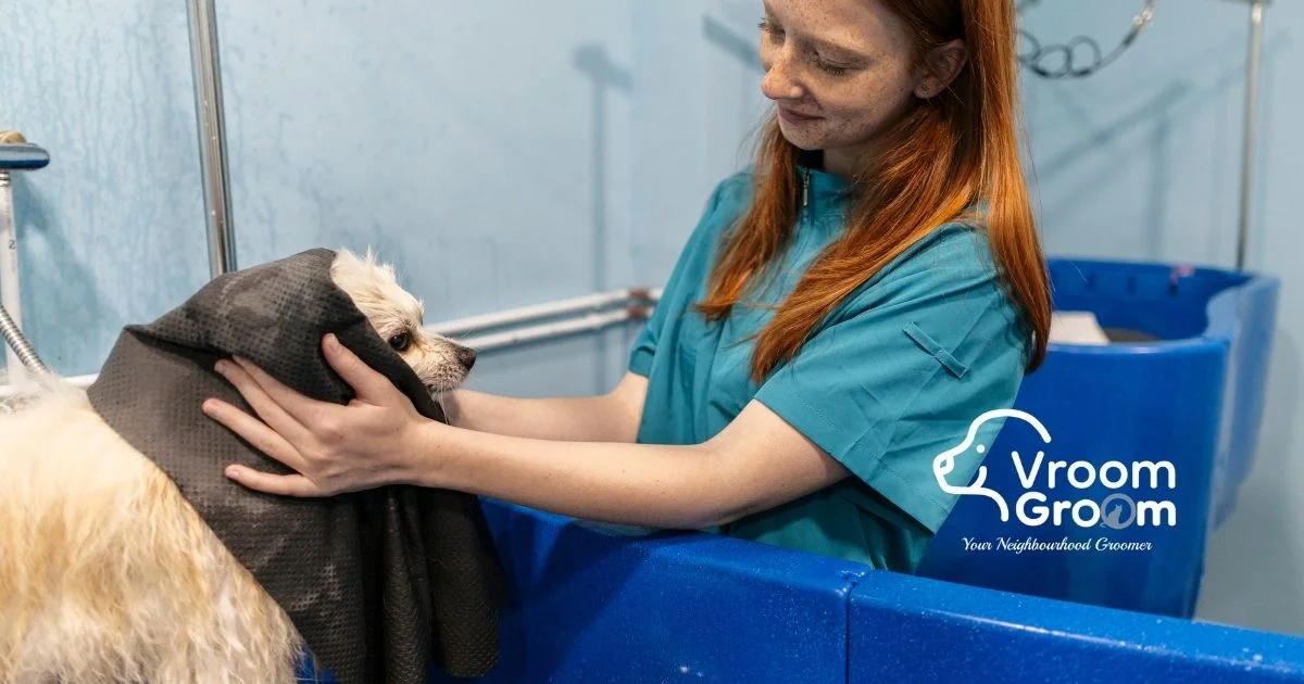 How to Find the Best Pet Groomer Dubai Has for Your Furry Pet